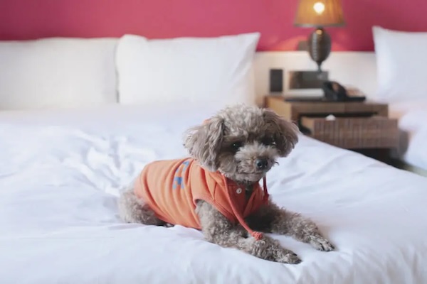dog_top-e1677652574893のコピー
