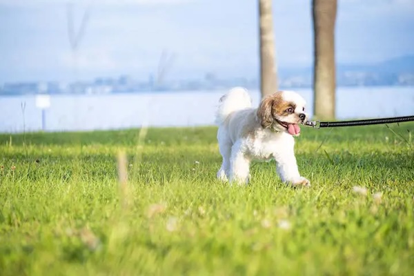 Dogfriendly_04のコピー