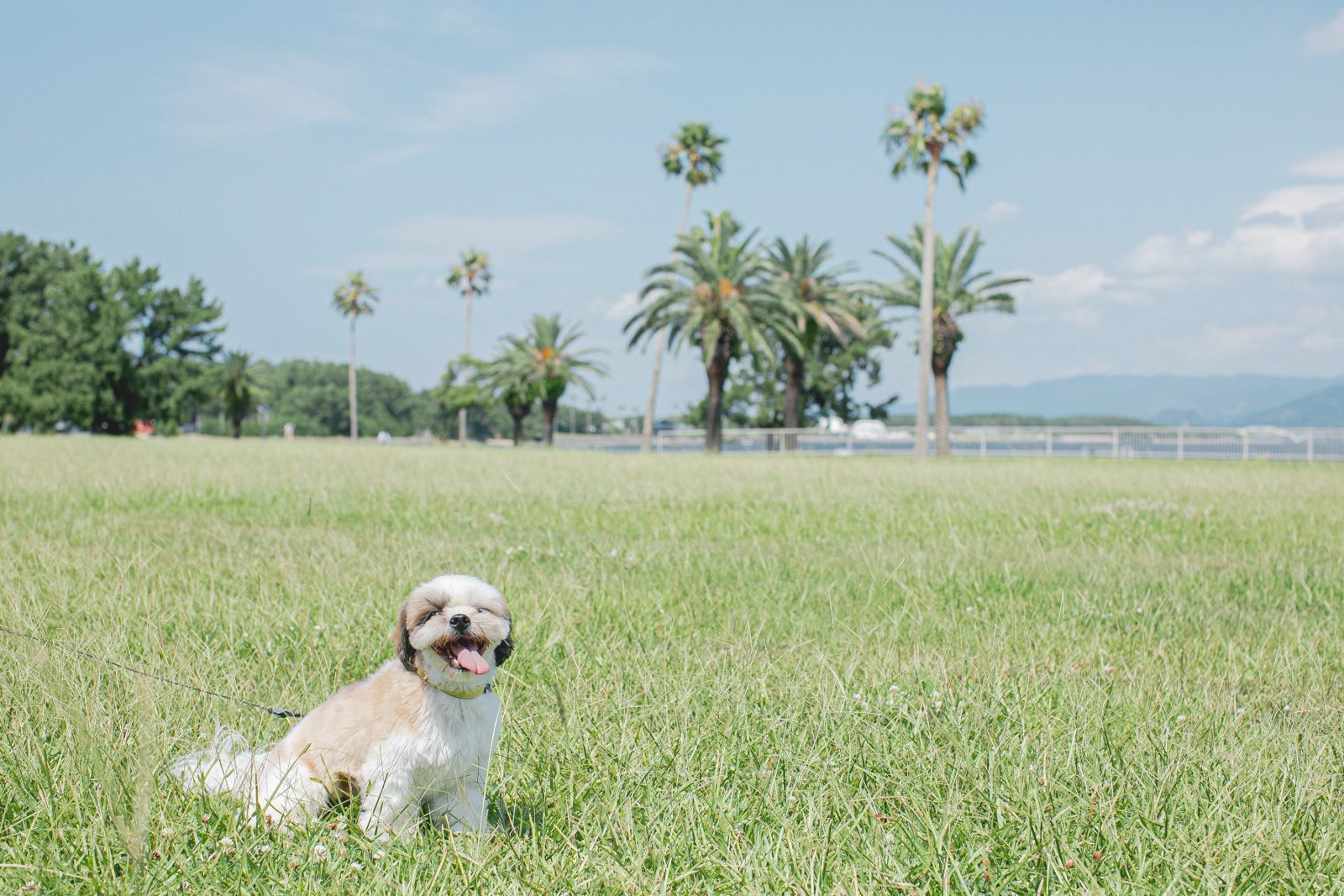 PETSTAY